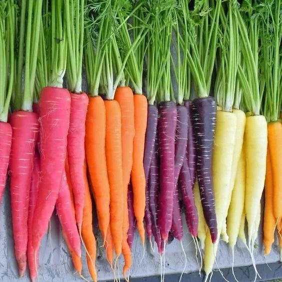 Did you know carrots were originally purple, not orange? Here's how